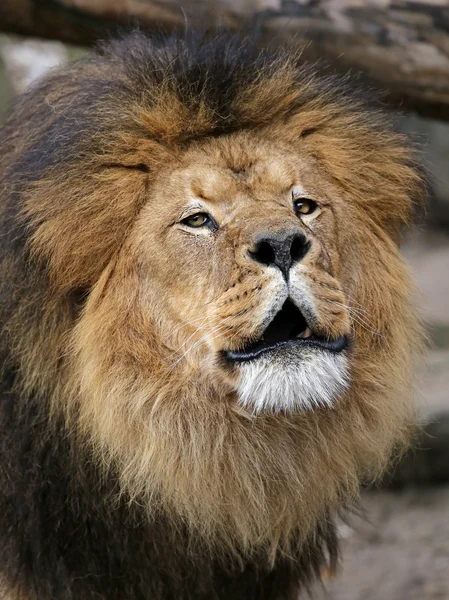 Big Lion\'s head