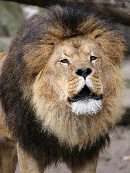 Big Lion\'s head