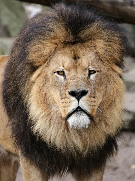 Big Lion's head