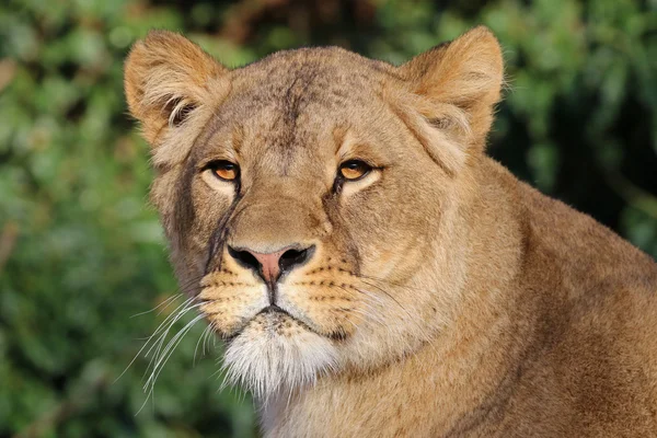 Big lioness head