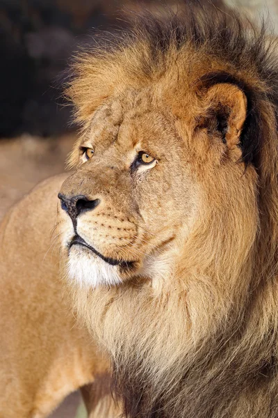 Big lion\'s head