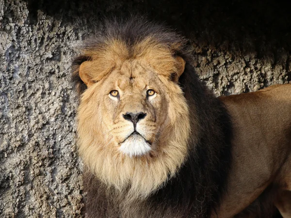 Big lion's head