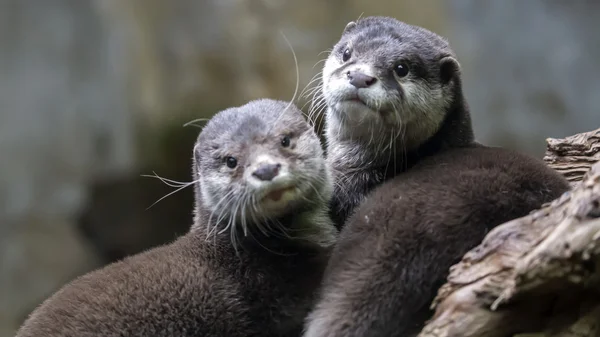 Cute brown otters