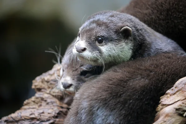 Cute brown otter