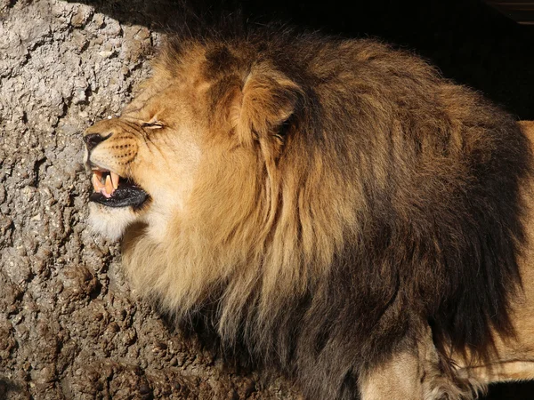 Big lion in jungle