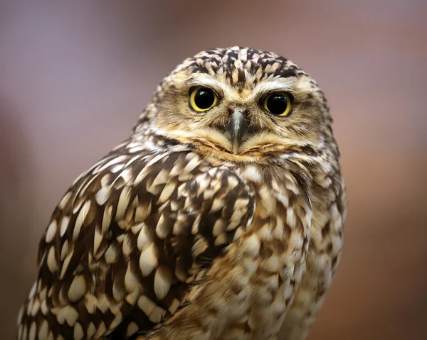 Desert owl bird