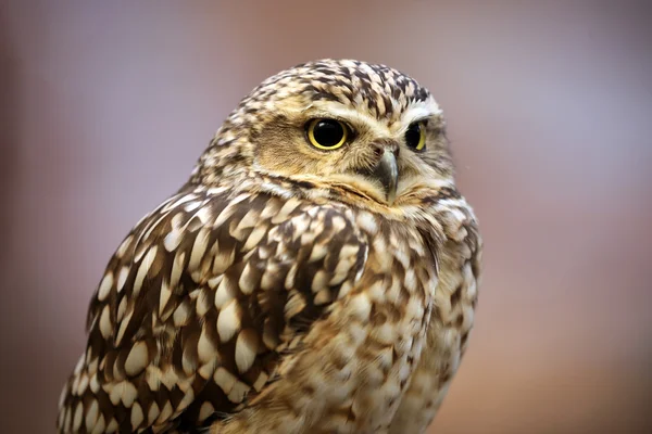 Desert owl bird