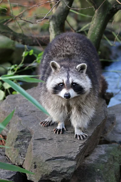 Cute raccoon on stone