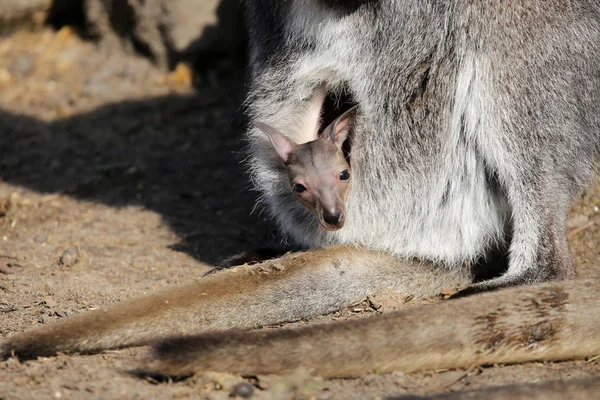 Kangaroo joey in pouch