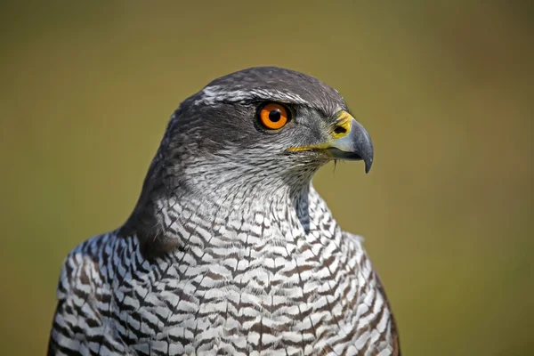 Northern goshawk bird