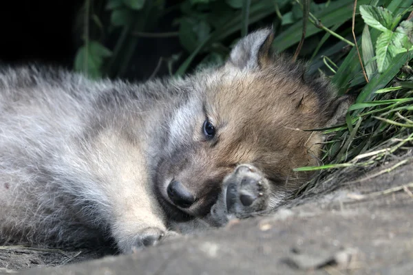 Young wolf sleeping