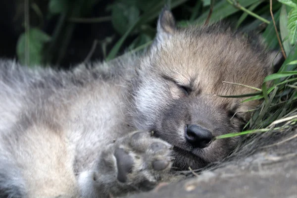 Young wolf sleeping