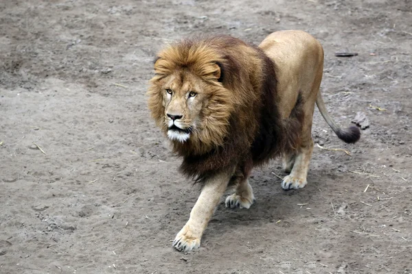 Big lion in tanzania