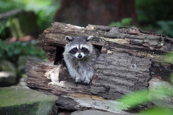 Grey Cute Raccoon