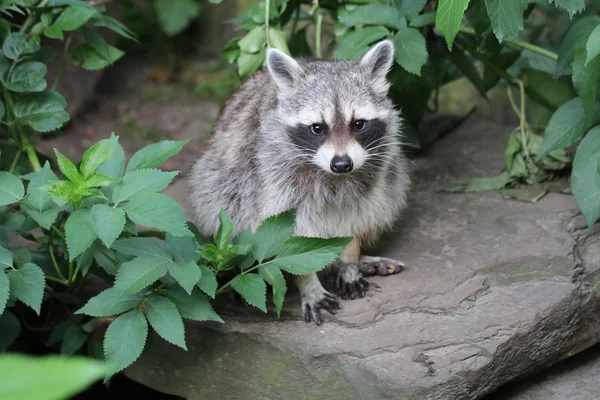 Grey Cute Raccoon