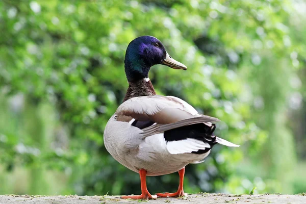 Beauty brown mallard