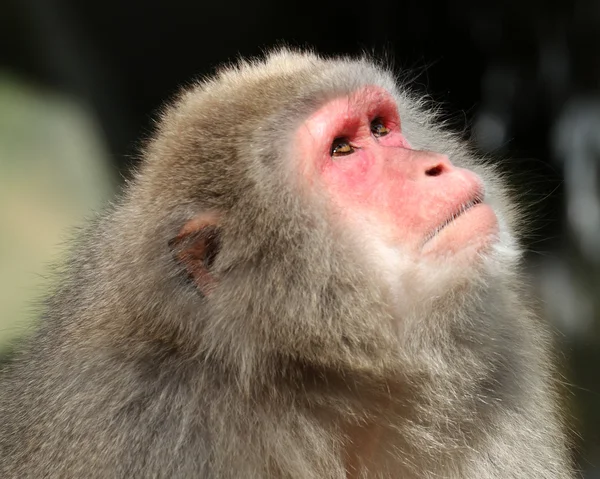 Cute Japanese monkey