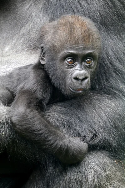 Baby gorilla close to its mother