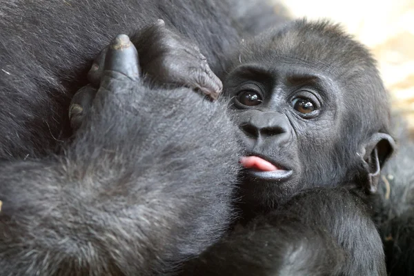 Baby gorilla close to its mother