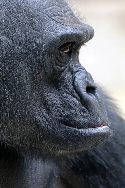 Black Gorilla monkey