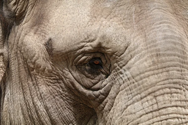Close up of Elephant eye