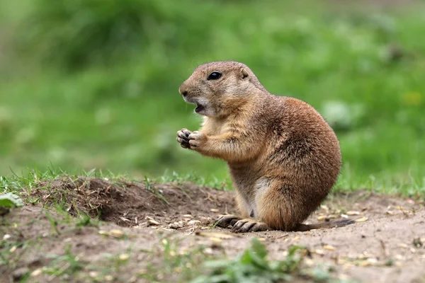 Prairie dog on ground