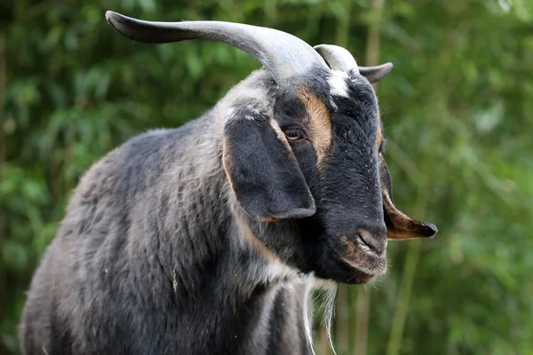 Black Goat in the forest