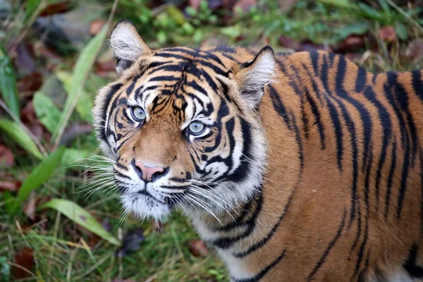 Beautiful tiger in wildlife recreation