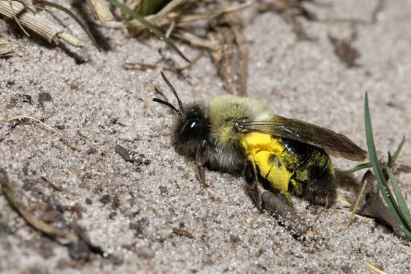 Mining bee on ground