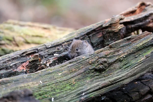 Cute mouse in forest