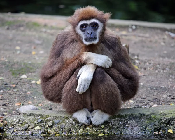 Primate Gibbon sitting on the rock