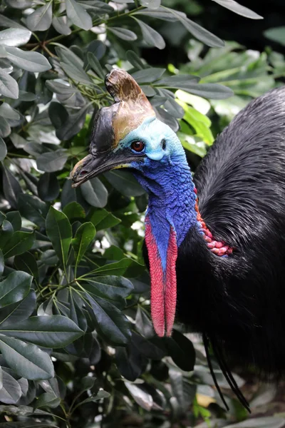 Cassowary in the summer garden