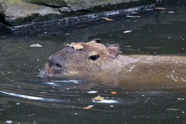Capybara in the water close up