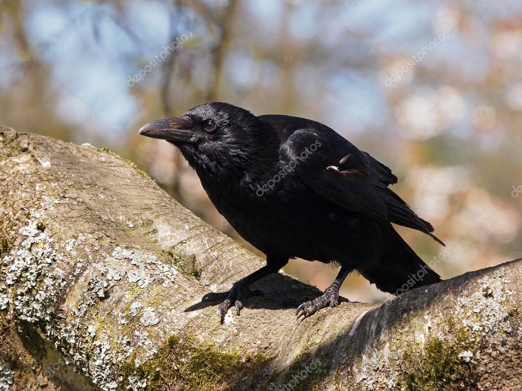 Three black crows sat on a tree