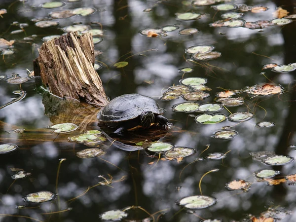Water turtle on tree in the pond