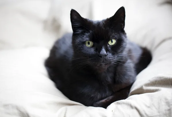 Black cat lying on pillow