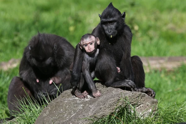 Crested macaque family