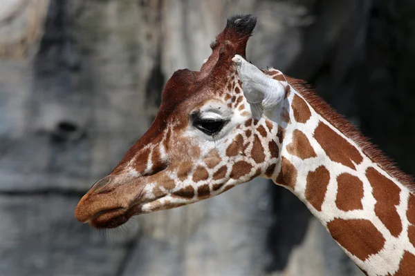 Head of cute Giraffe