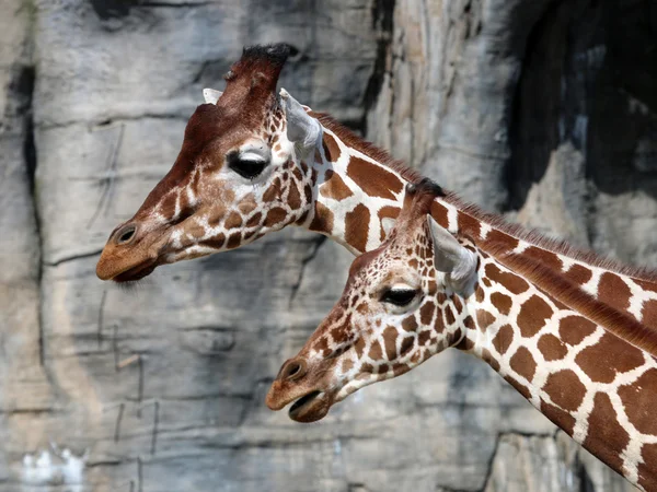 Two cute giraffe