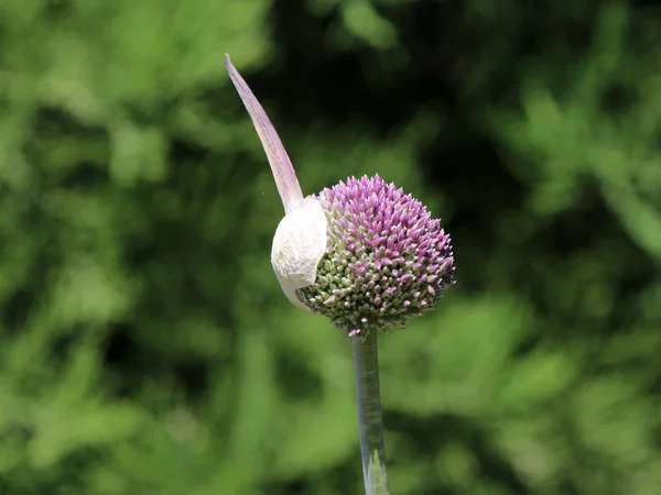 Colorful onion flower