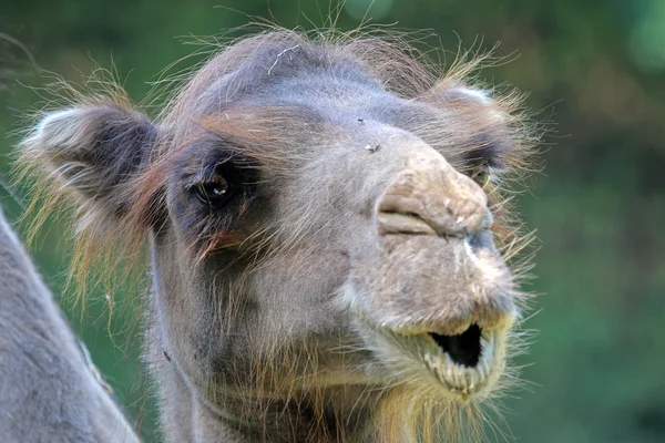 Head of cute camel