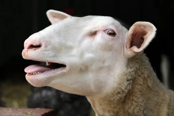 Sheep with open mouth