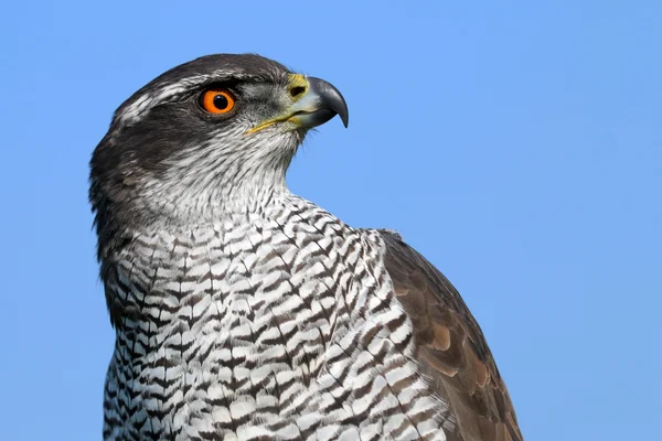 Northern goshawk bird