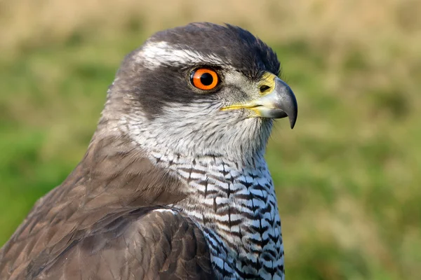 Northern goshawk bird