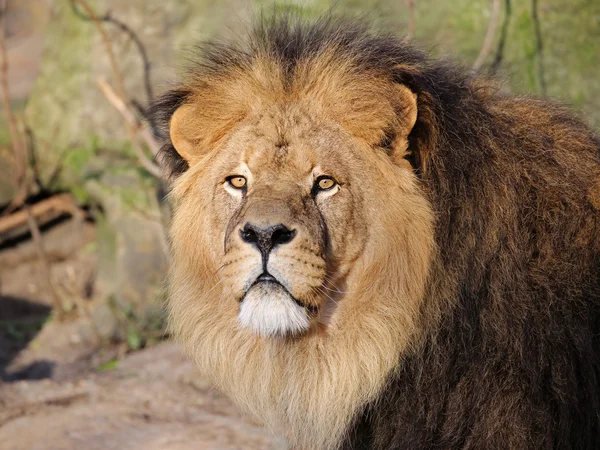 Big lion's head