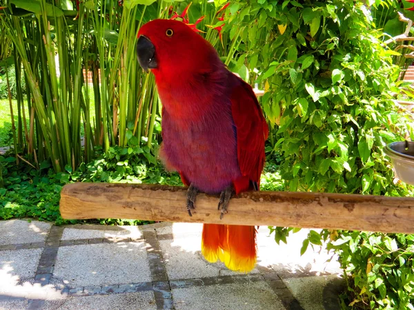 Color parrot in Bali Bird Park