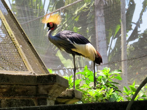 Color bird in Bali Bird Park