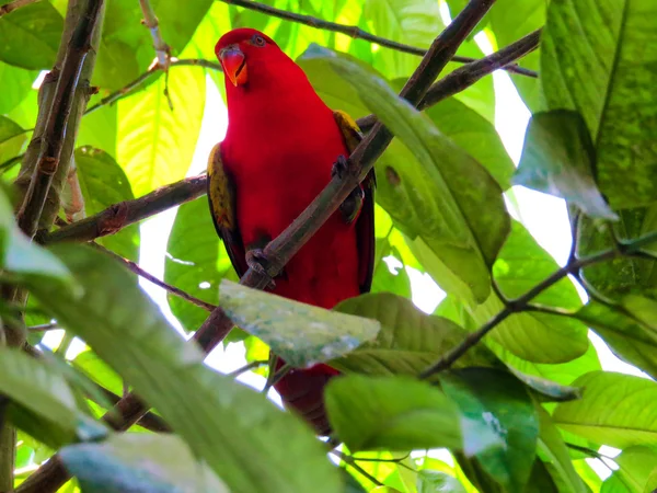 Color parrot in Bali Bird Park