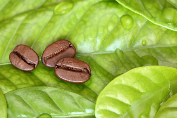 Three coffee beans lying on the leaf