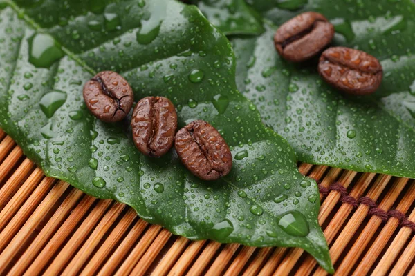 Coffee beans lying on the leaves